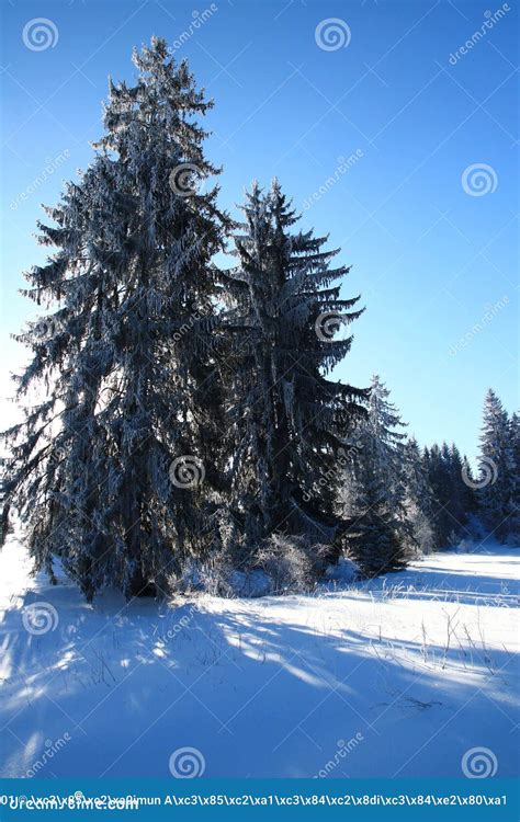 Evergreen forest in winter stock image. Image of weather - 111490501