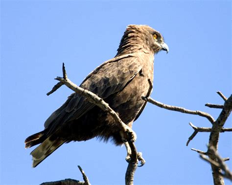 Brown Snake Eagle 001 – Friends of Hwange Trust