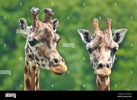 Giraffidae family hi-res stock photography and images - Alamy