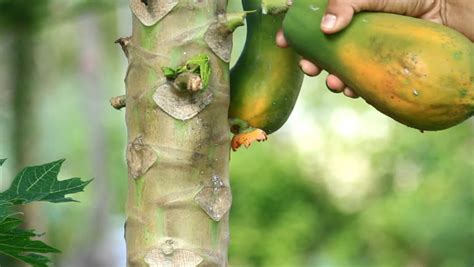 Harvesting Papaya Fruit Stock Footage Video 2898748 | Shutterstock