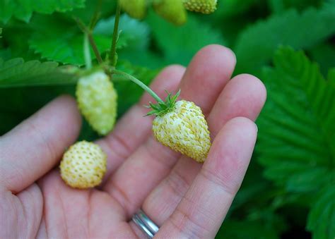 5 Best Strawberry Varieties for Containers (& Where to Get ‘Em) – Bountiful Gardener