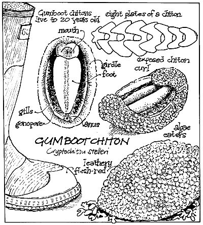 The Giant Gumboot Chiton Homepage