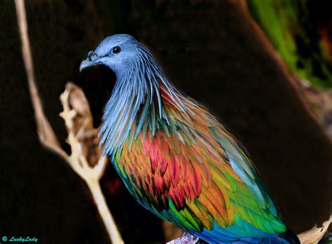 Wearing Rainbow Colors! | Nicobar pigeon, Andaman and nicobar islands, Pigeon