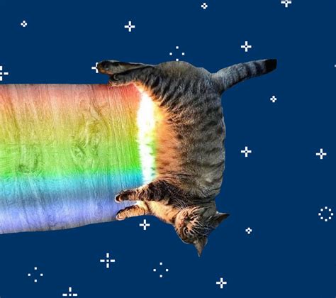 Rainbow Cat Memes - Real Life Nyan Cat - StayHipp