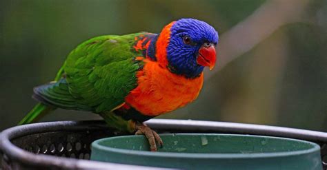 Lorikeet - A-Z Animals