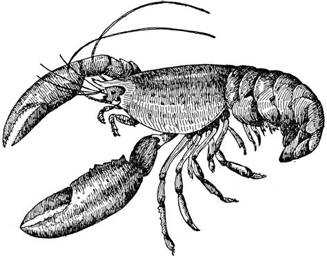 Description The lobster, a crustacean. | Lobster art, Lobster drawing, Lobster tattoo