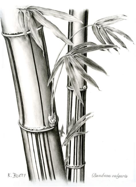 Bamboo Drawing