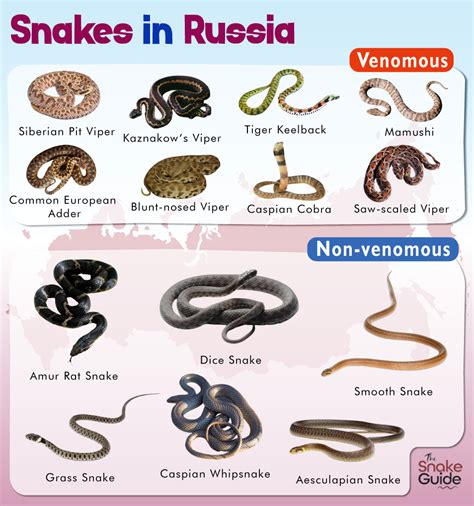 List of Common Venomous and Non-venomous Snakes in Russia with Pictures