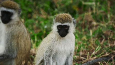 A Vervet Monkey (Cercopithecus Aethiops) Youngster With Broken Or ...