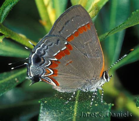 Red-banded Hairstreak – Florida's Wildflowers & Butterflies