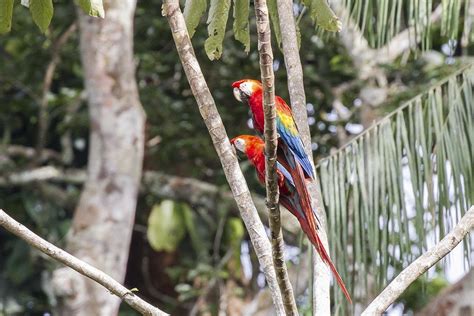 Tambopata National Reserve: One of the most biologically diverse places ...