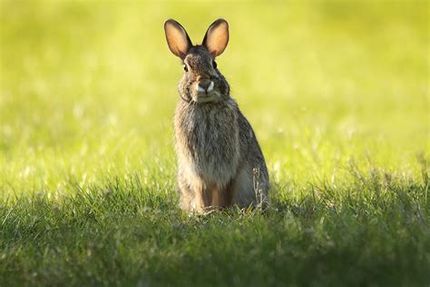 Bunny Rabbit Portrait Free Stock Photo - Public Domain Pictures