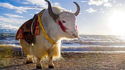 Tibetan yaks: More than livestock - CGTN