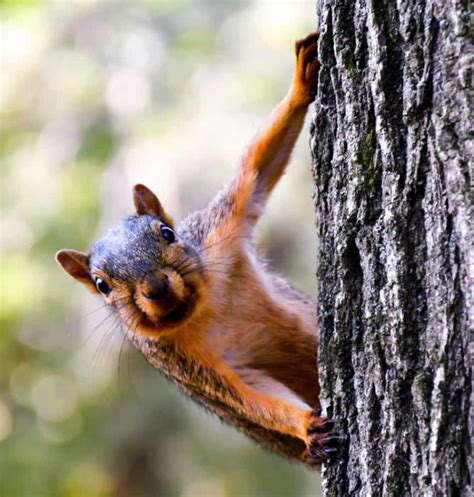 What Sounds do Squirrels Make? – North American Nature