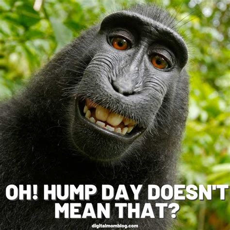 Happy Hump Day Meme