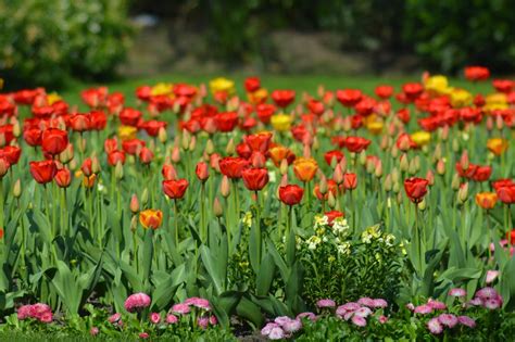 Red and Yellow Tulips in a Garden · Free Stock Photo