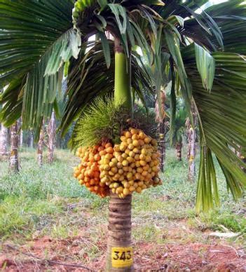 Arecanut Cultivation (Betel Nut) Information | Agrifarming.in