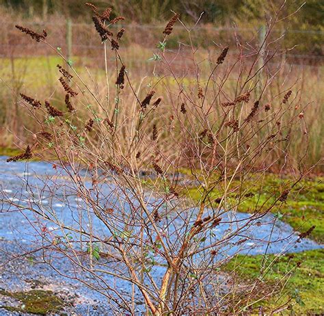 Butterfly bush in winter | Flickr - Photo Sharing!