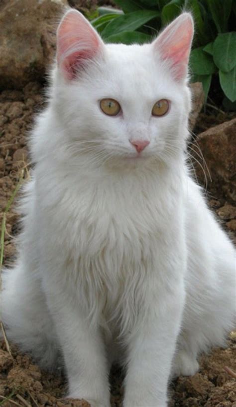 a white cat sitting on top of dirt next to green grass and flowers in ...