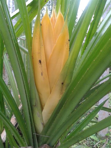 Pandanus tectorius - Bunga - Pulau Kotok 1 | Flora flowers, Flower ...