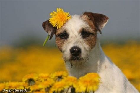 Puppies and Flowers Wallpapers - WallpaperSafari