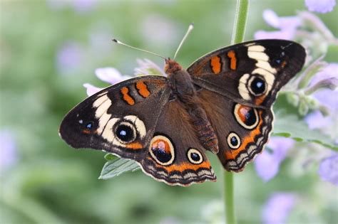 Buckeye Butterfly Photograph by Joseph Skompski - Fine Art America