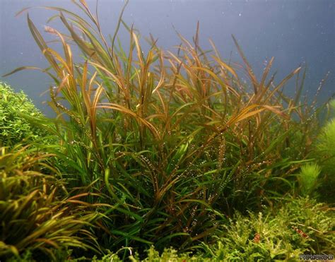 Potamogeton gayi - Flowgrow Aquatic Plant Database