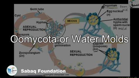 oomycota, Biology Lecture | Sabaq.pk - YouTube