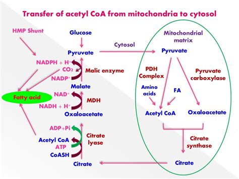 BIOSYNTHESIS OF FATTY ACIDS