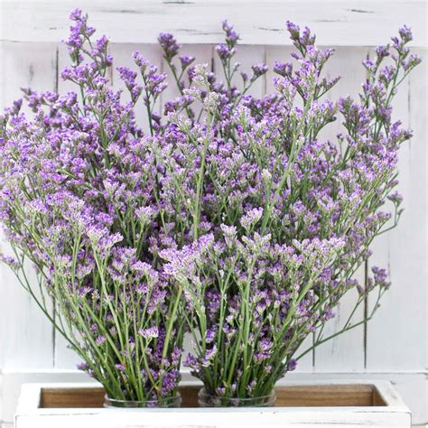 Limonium – Greenchoice Flowers