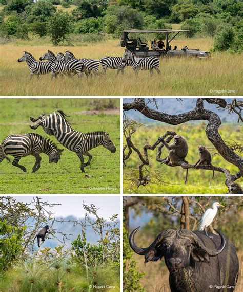 Akagera National Park - Africa Geographic