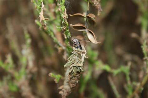 Bagworms Are Back | Extension Entomology