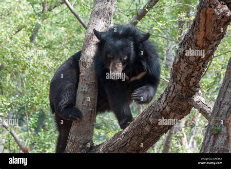 Indian Sloth Bear Stock Photo - Alamy