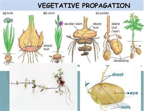 What Is Vegetative Propagation - FarmPally.com