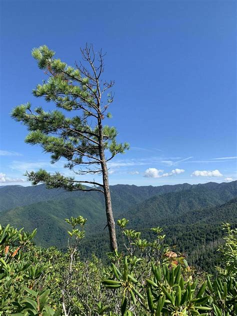 Brushy Mountain Trail - Tennessee | AllTrails