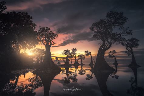 Mangrove Trees of Walakiri Beach, Indonesia