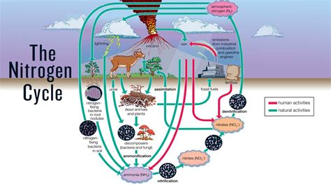 Nitrogen Cycle Diagram And Explanation