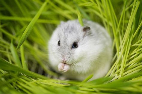 Winter White Dwarf Hamster » Pet Profile: Cage, Food, Lifespan