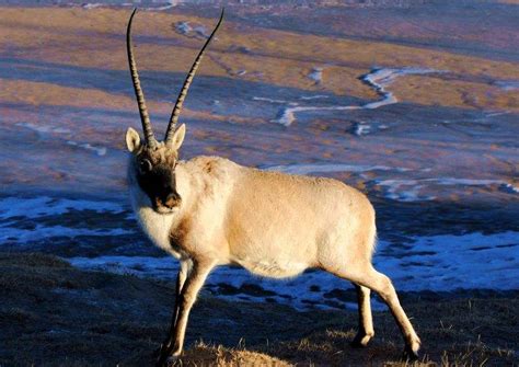 Tibetan Antelope Female