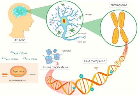 Epigenetic changes in the brain drive late-onset Alzheimer's disease - My personal health