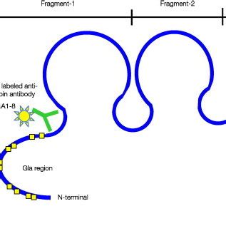 (PDF) Epitope characterization of an anti-PIVKA-II antibody and ...