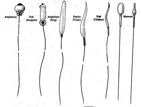 sperm에 있는 핀