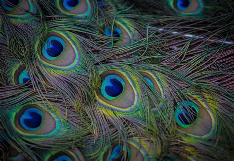 Colors of nature - Colorful tail of peacock, picture taken at Helsinki ...