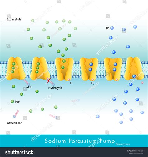 mechanism of Sodium potassium pump. steps of - Royalty Free Stock Vector 1786788197 - Avopix.com