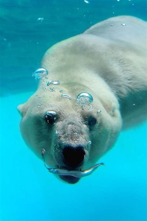 Polar bear underwater | Polar bear, Bear, Animals wild