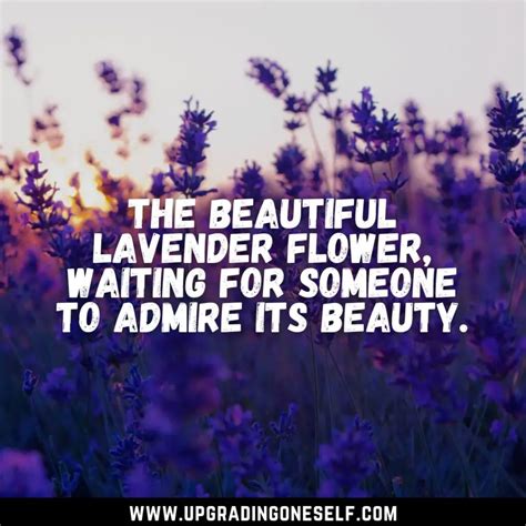 Top 15 Refreshing Quotes About Lavender To Blow Your Mind