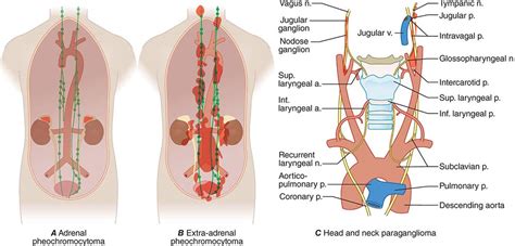 Disorders of the Testes and Male Reproductive System | Basicmedical Key