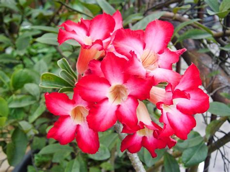 The exotic of Adenium flower