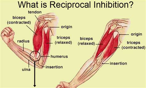 Reciprocol Inhibition | Movement Guides