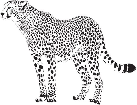 Cheetah Silhouette PNG Transparent Clip Art Image | Leopard drawing, Silhouette clip art, Art images